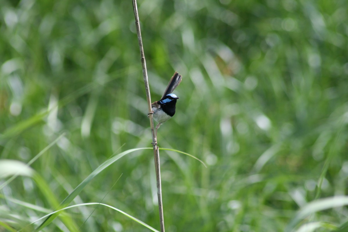 Superb Fairywren - ML644010598