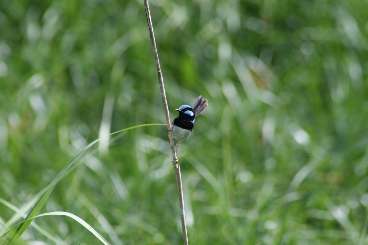 Superb Fairywren - ML644010599