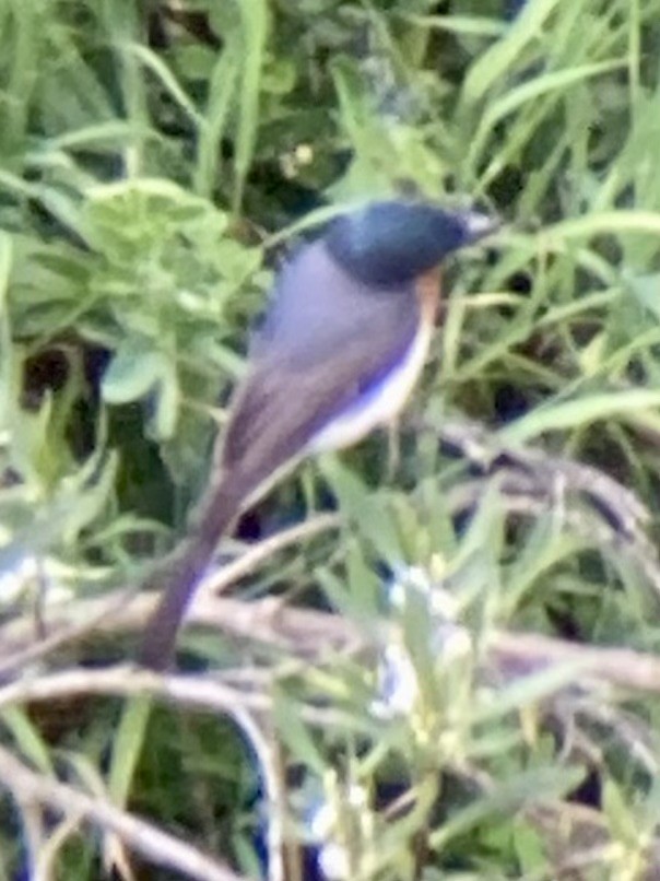 Satin Flycatcher - ML644010611