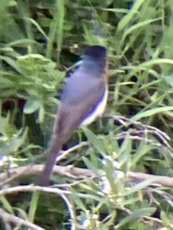 Satin Flycatcher - ML644010612