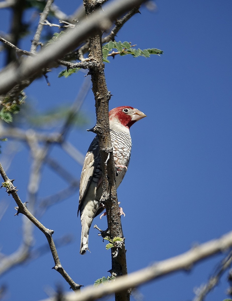 Red-headed Finch - ML644010638