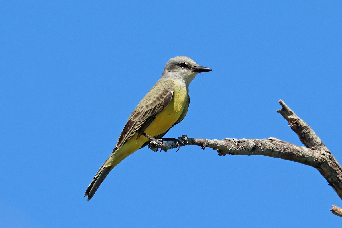 Couch's Kingbird - ML644010640
