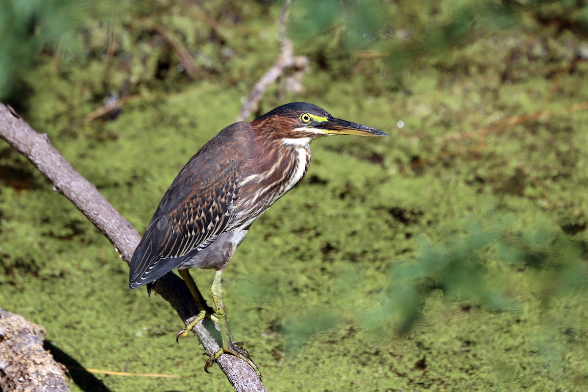 Green Heron - ML644010645