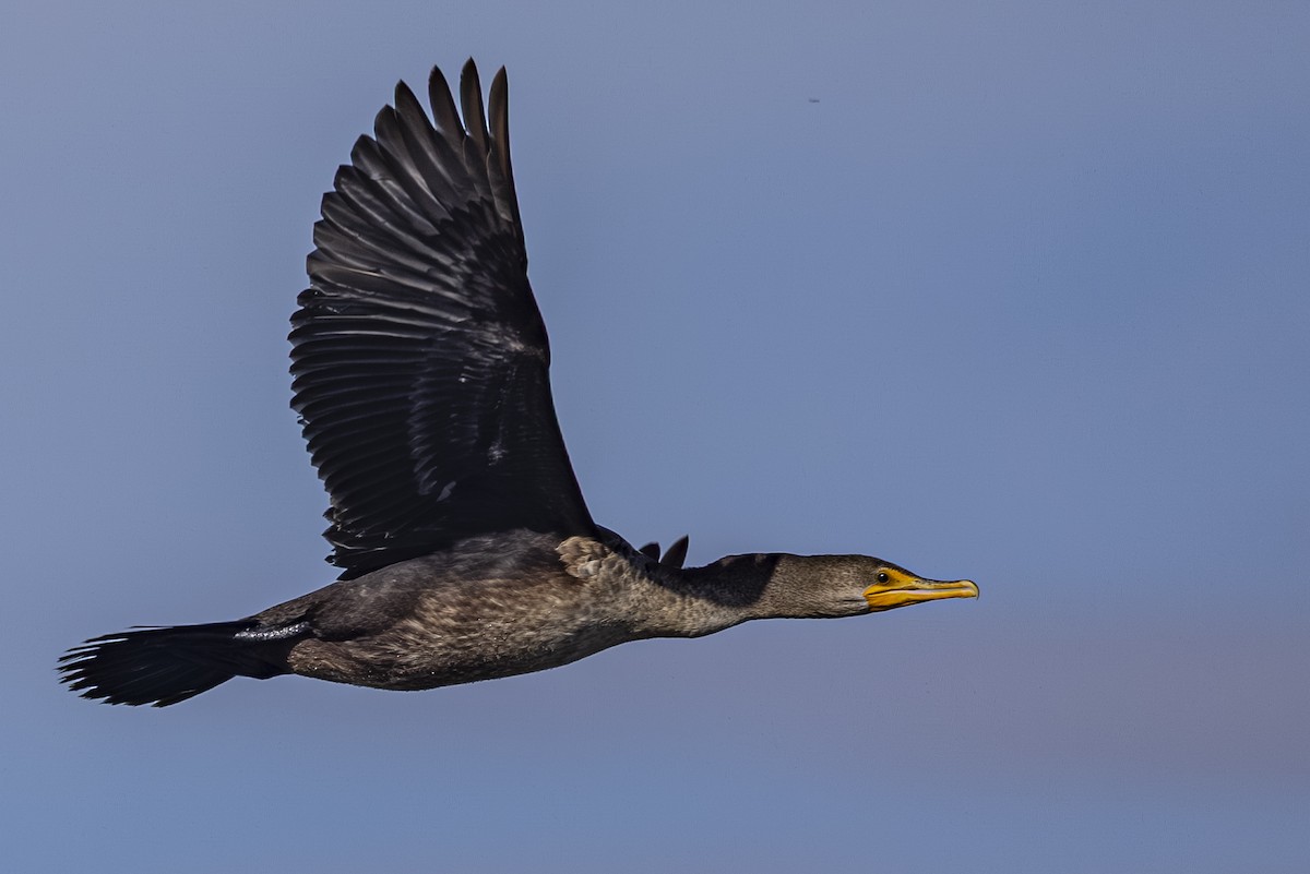 Cormoran à aigrettes - ML644010646