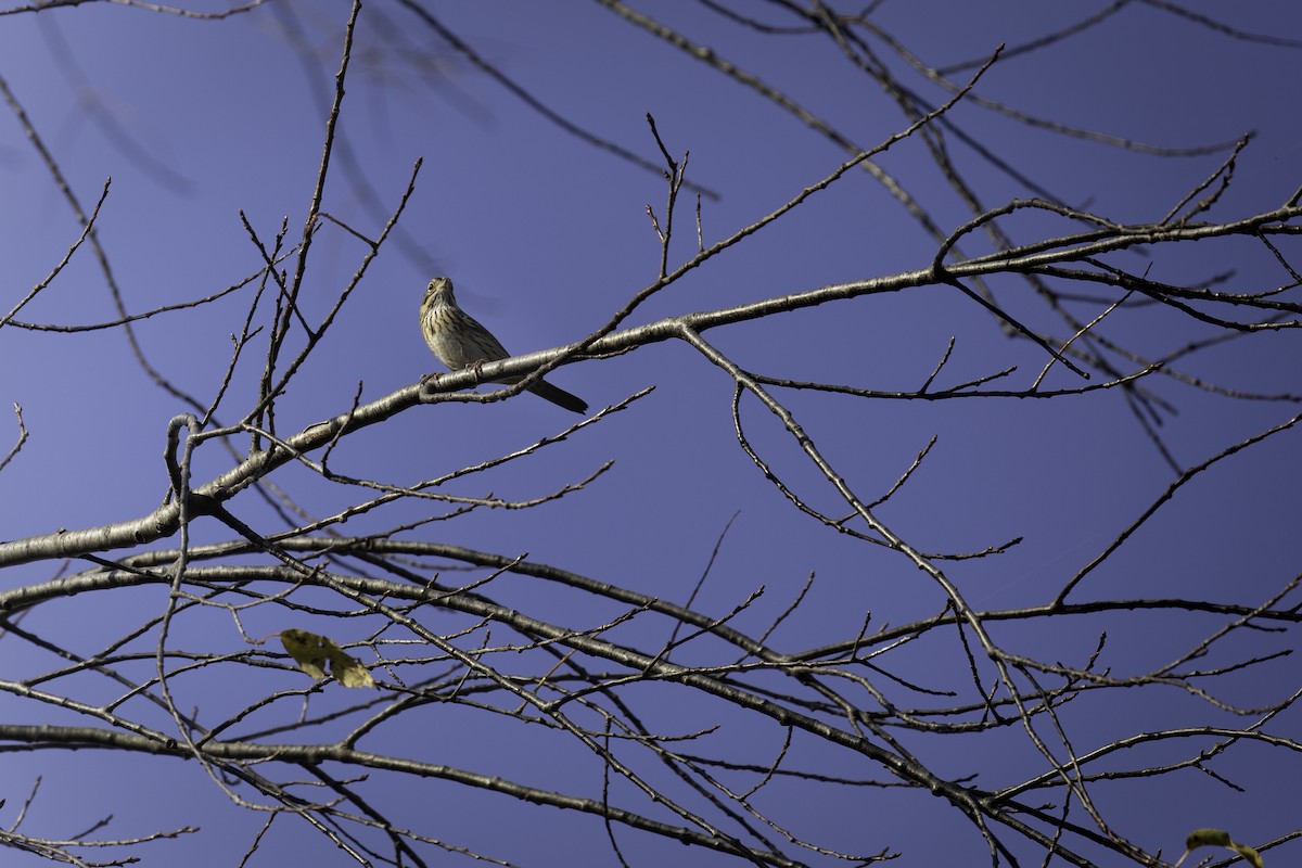 Lincolnammer - ML644010649