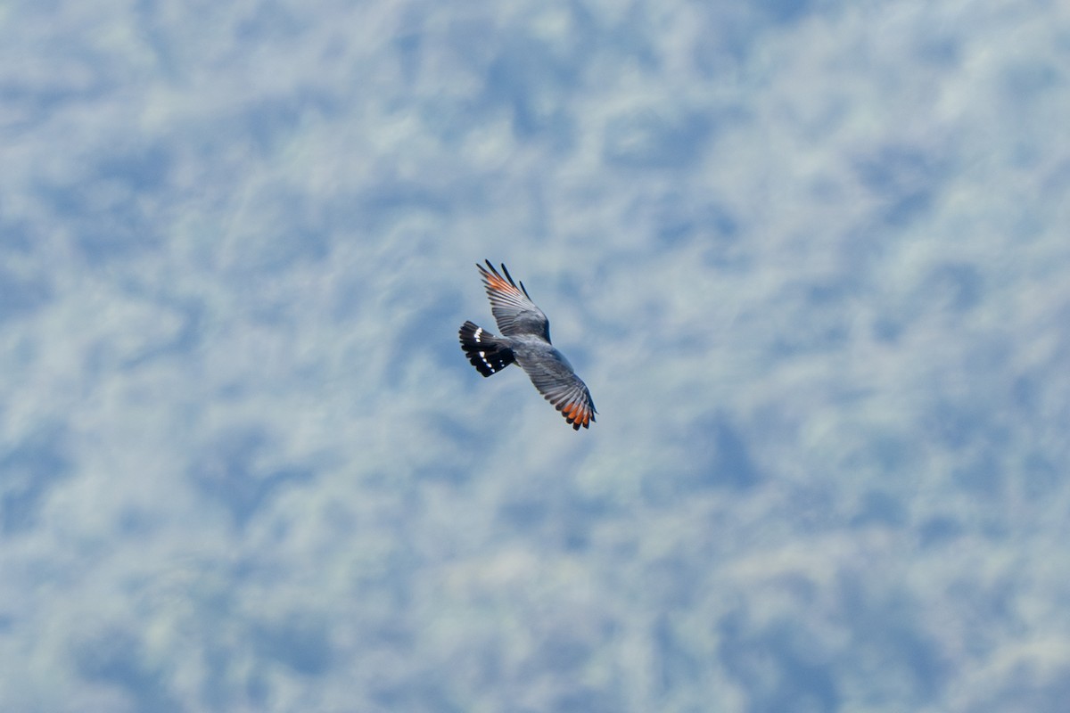 Plumbeous Kite - ML644010655