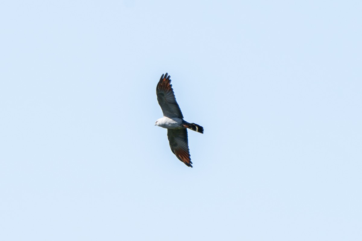 Plumbeous Kite - ML644010656