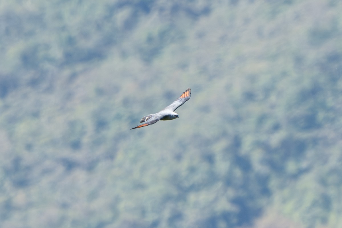 Plumbeous Kite - ML644010657