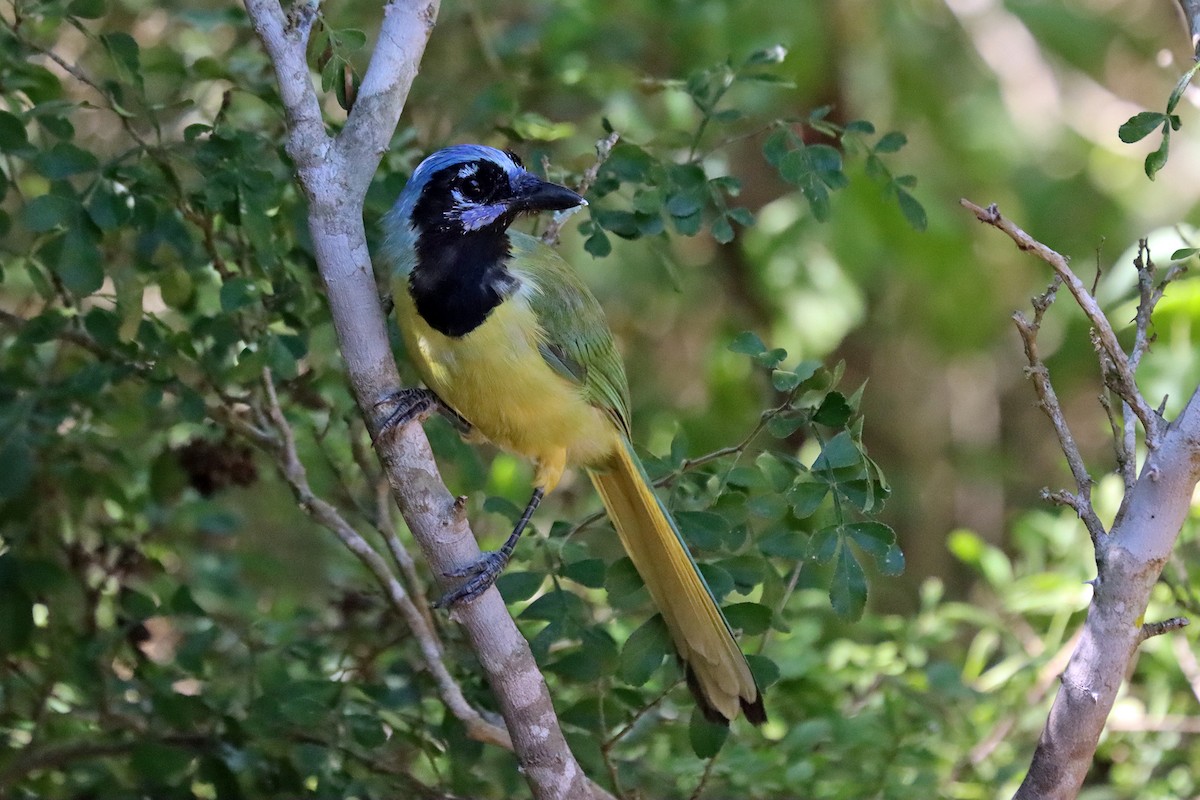 Green Jay - ML644010659