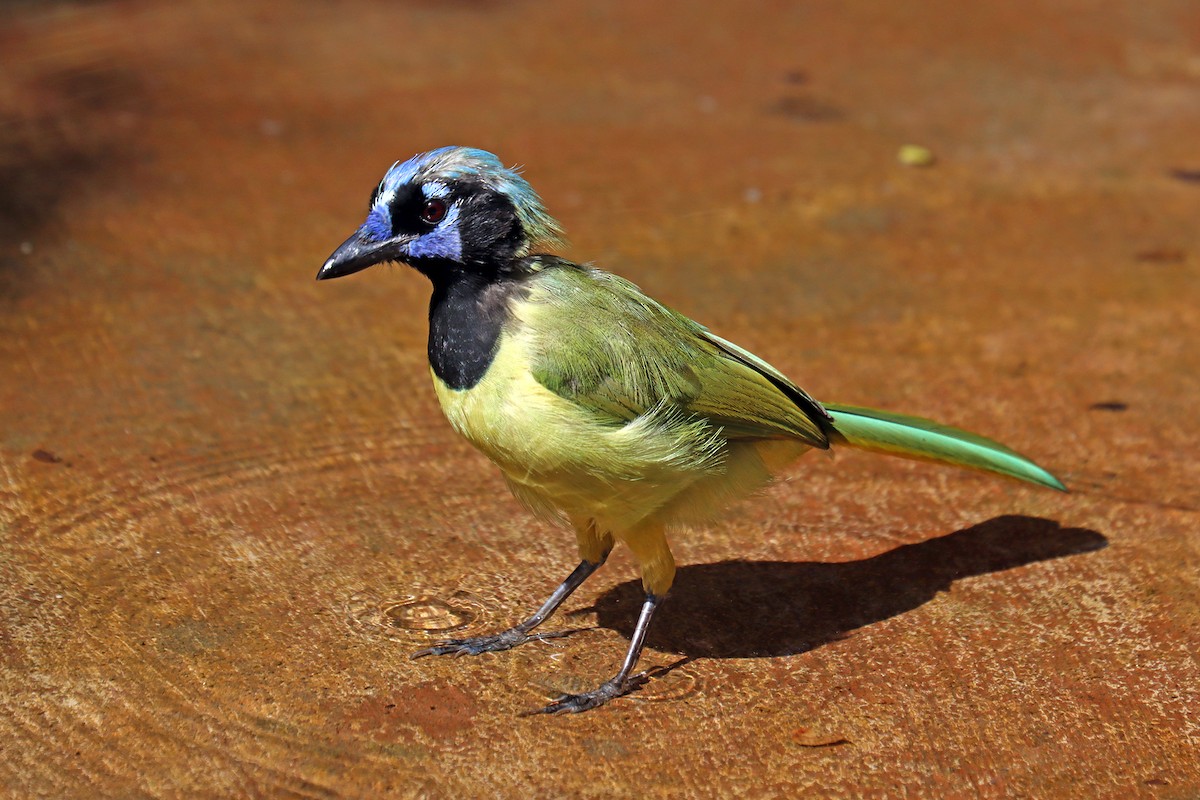 Green Jay - ML644010660