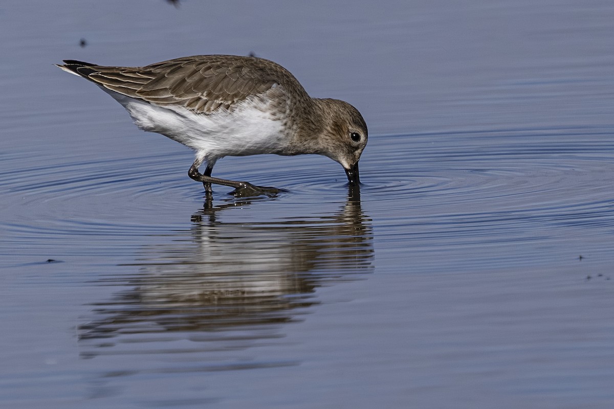 Bécasseau variable - ML644010665