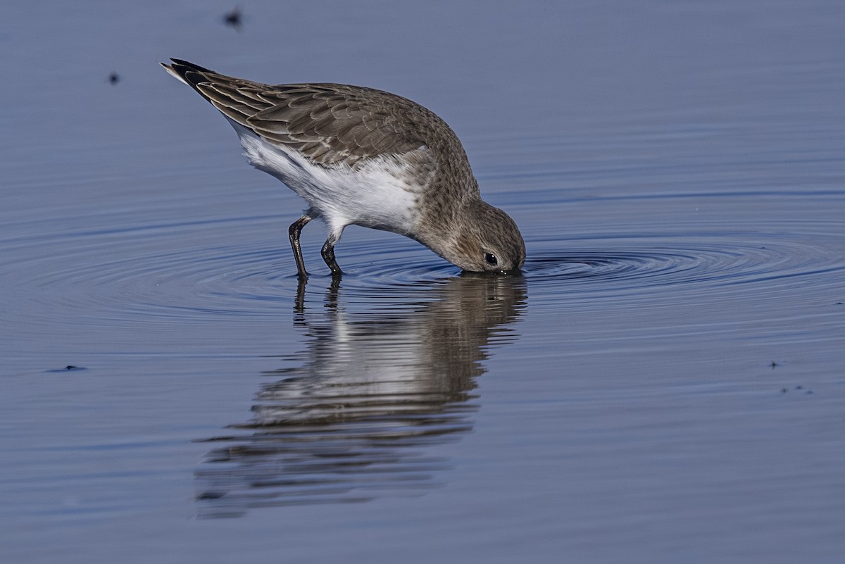 Bécasseau variable - ML644010666