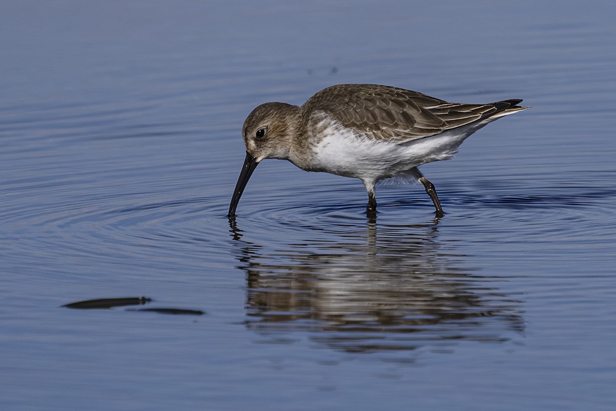 Bécasseau variable - ML644010668