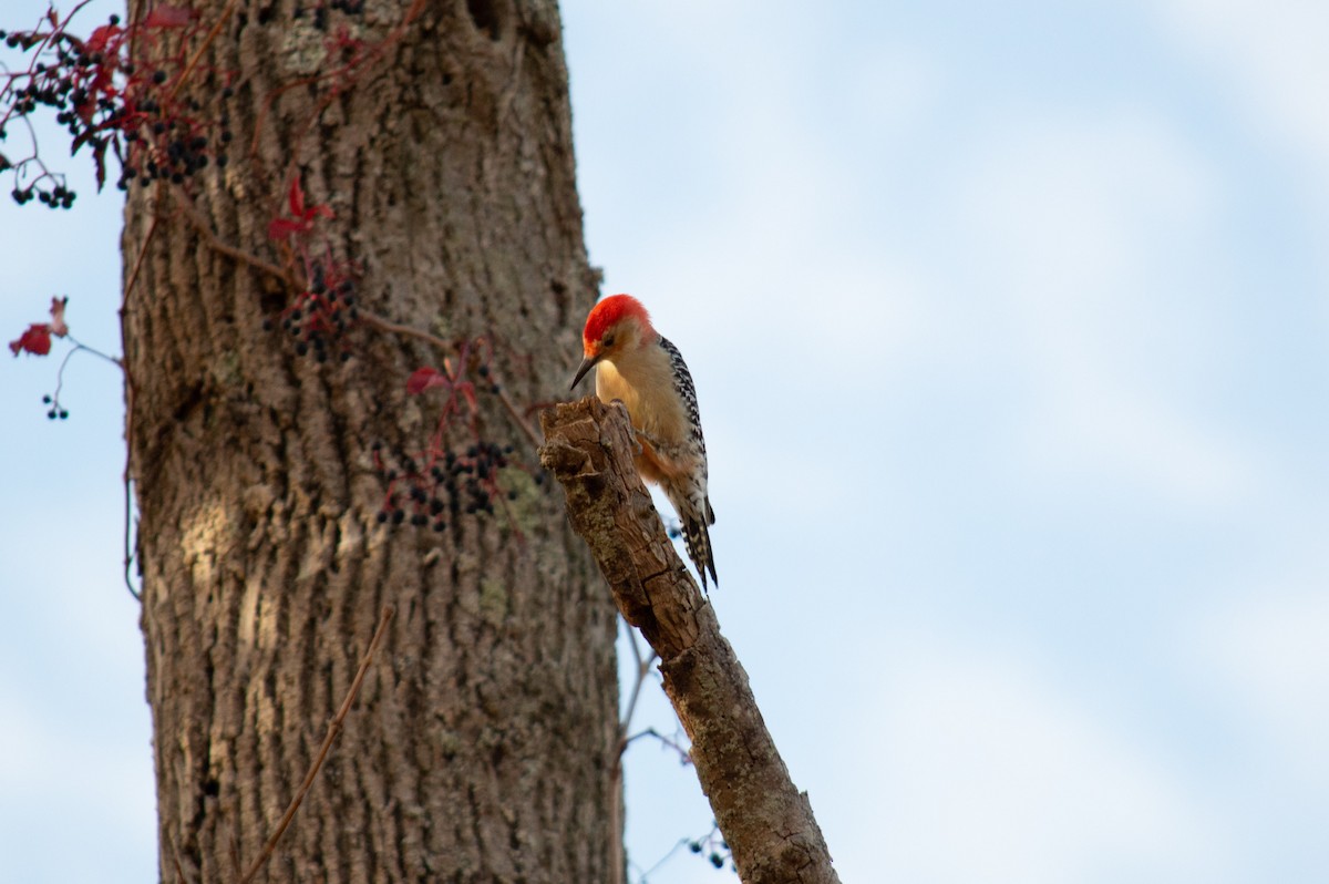 Red-bellied Woodpecker - ML644010669