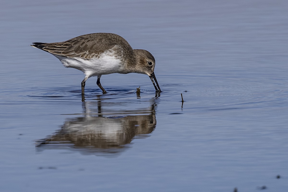 Bécasseau variable - ML644010670