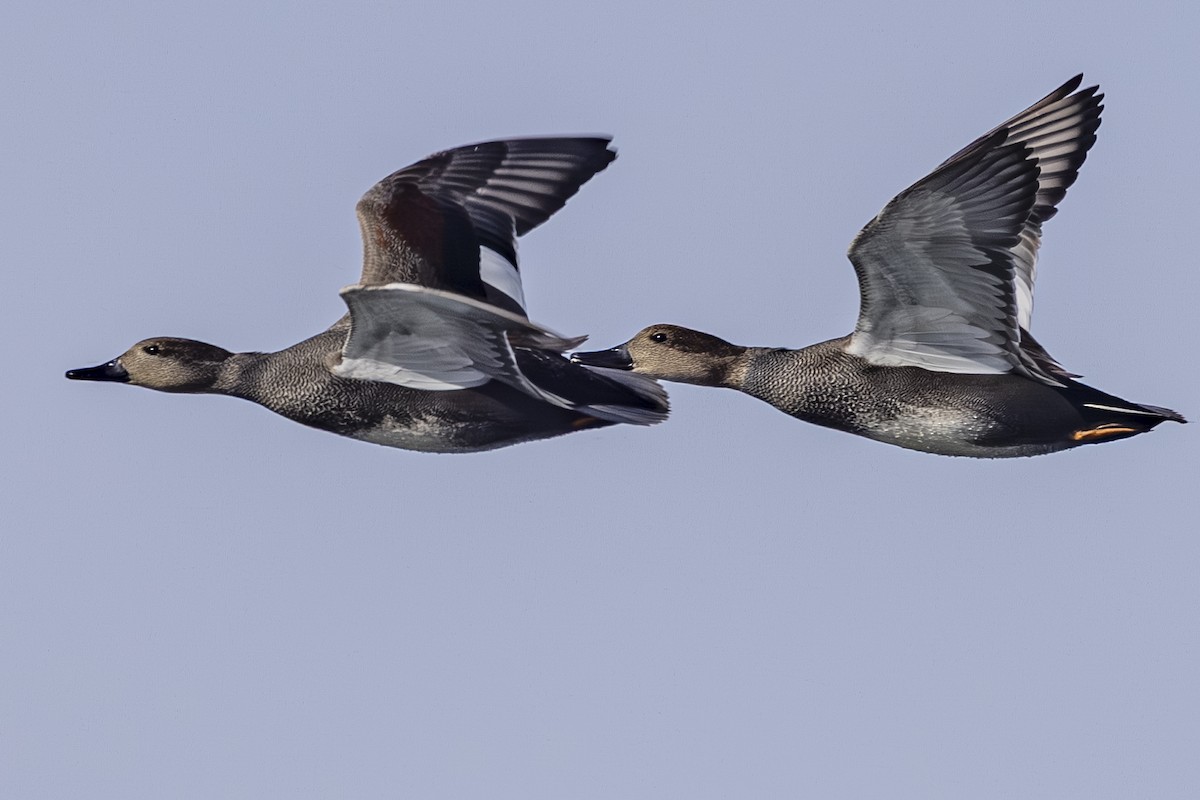 Canard chipeau - ML644010675