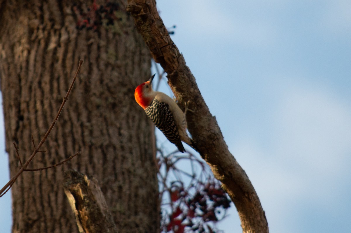 Red-bellied Woodpecker - ML644010676