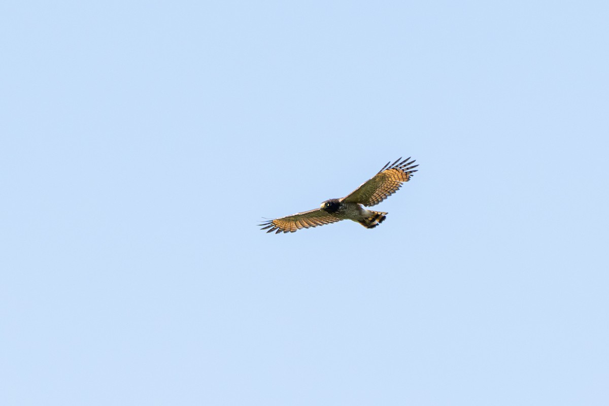 Roadside Hawk - ML644010678
