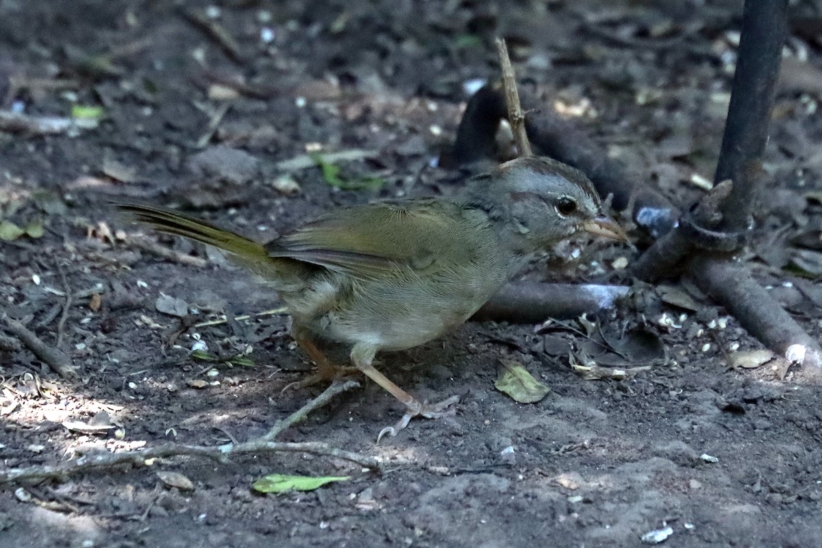 Olive Sparrow - ML644010680