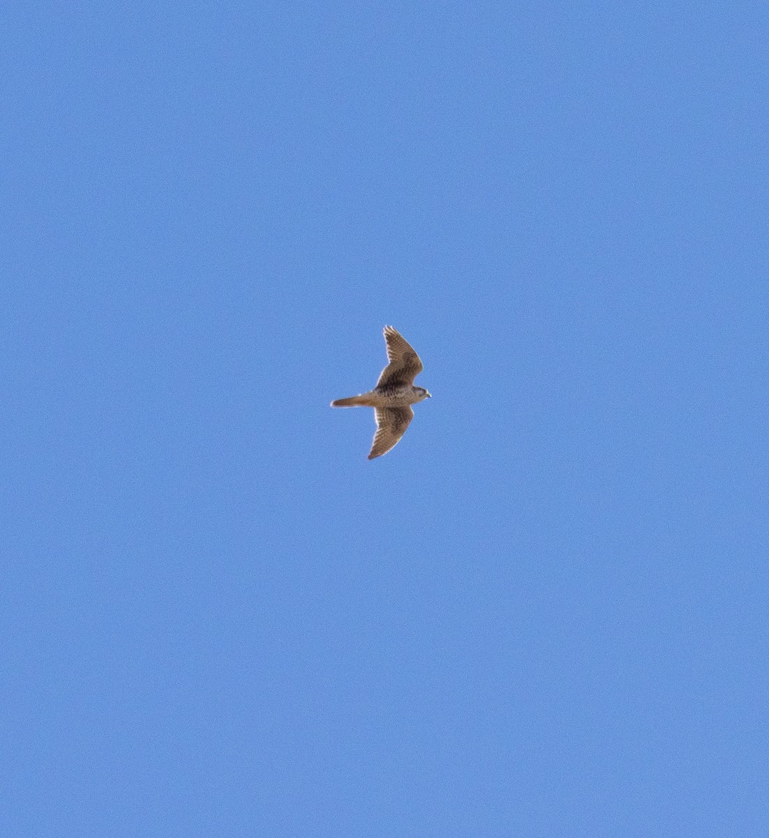 Prairie Falcon - ML644010683