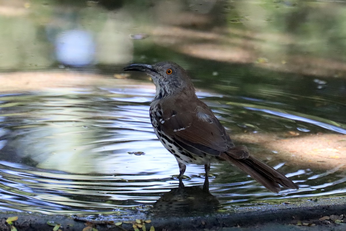 Long-billed Thrasher - ML644010685