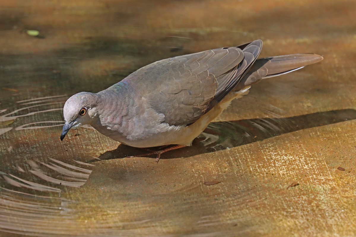 White-tipped Dove - ML644010688