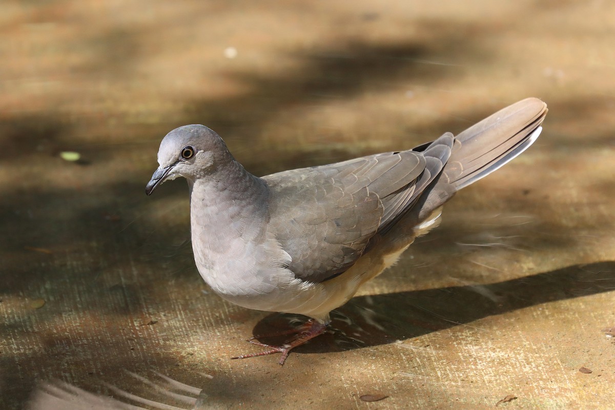 White-tipped Dove - ML644010689