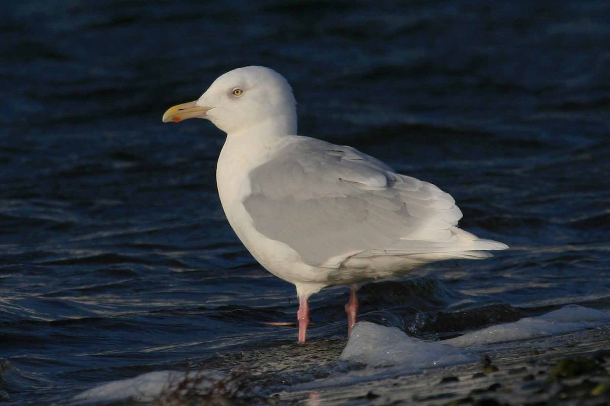 Eismöwe - ML644010710
