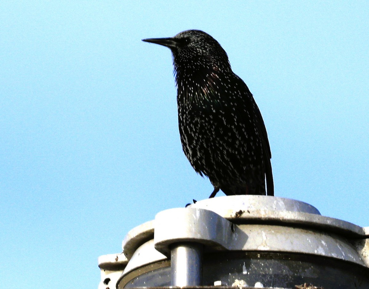 European Starling - ML644010715