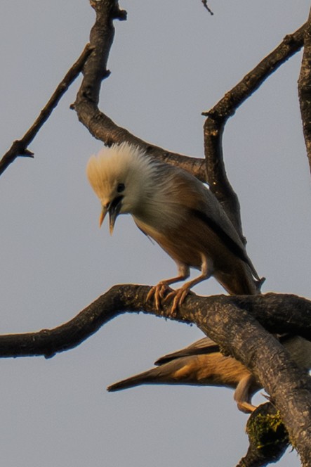 Malabar Starling - ML644010719