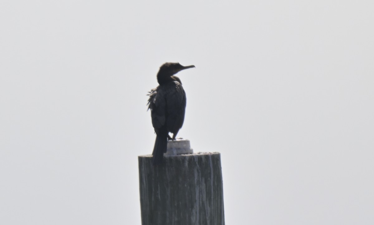 Neotropic Cormorant - ML644010721