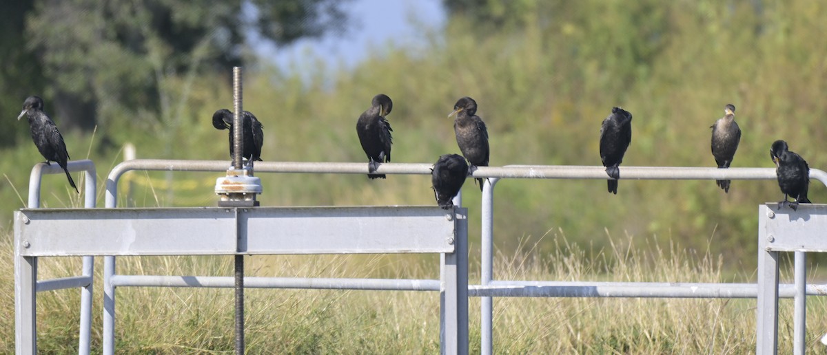 Neotropic Cormorant - ML644010722