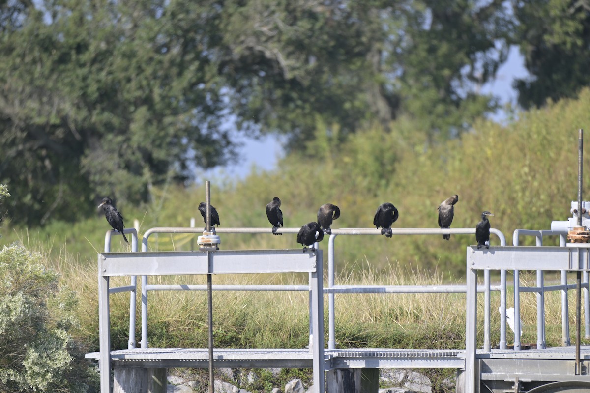 Neotropic Cormorant - ML644010723