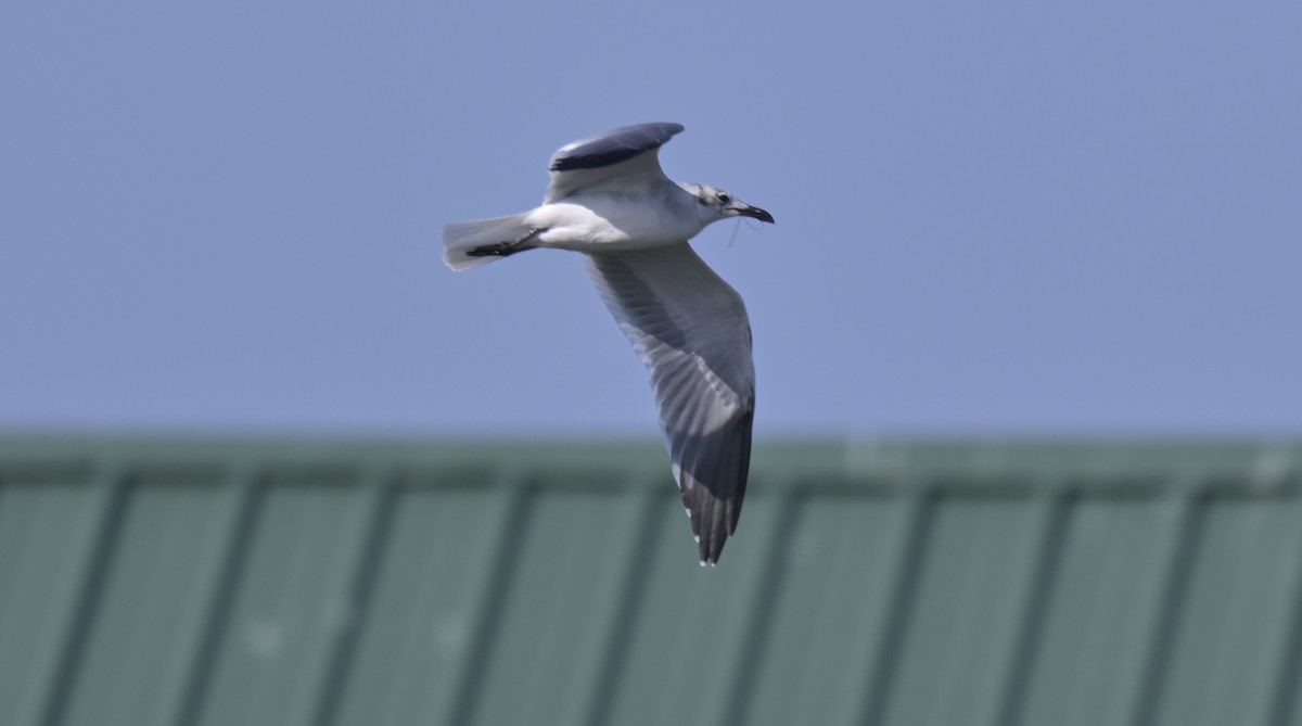 Laughing Gull - ML644010739