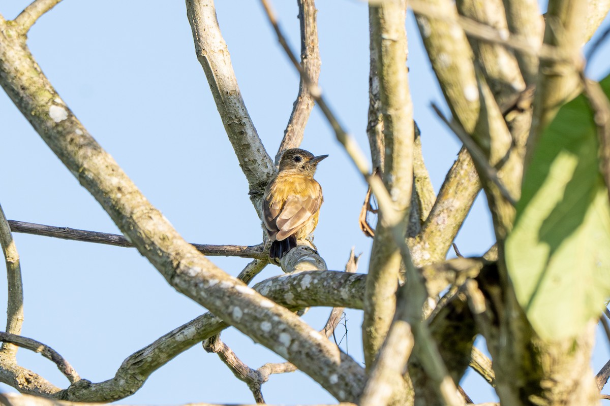 ハゲラ - ML644010744