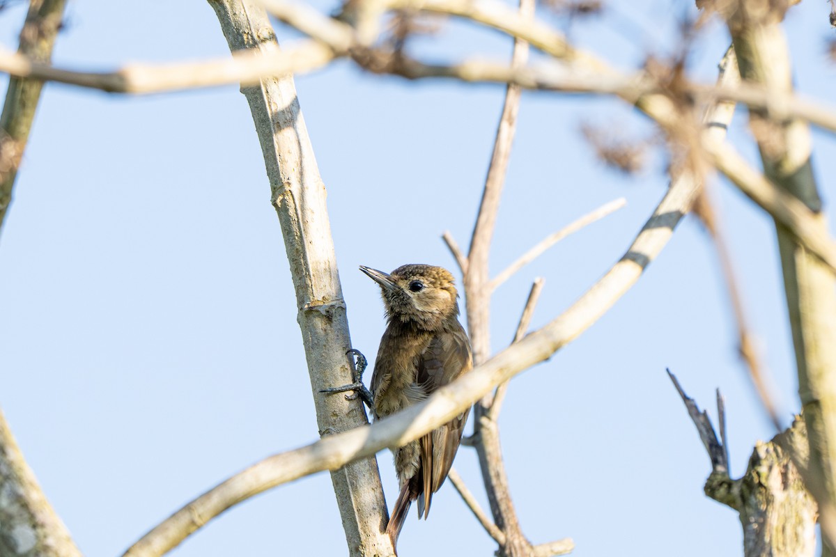 ハゲラ - ML644010745