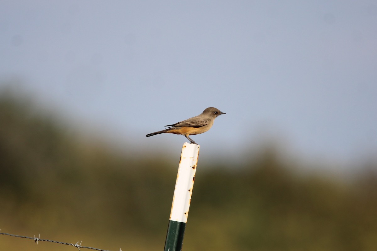 Say's Phoebe - ML644010752