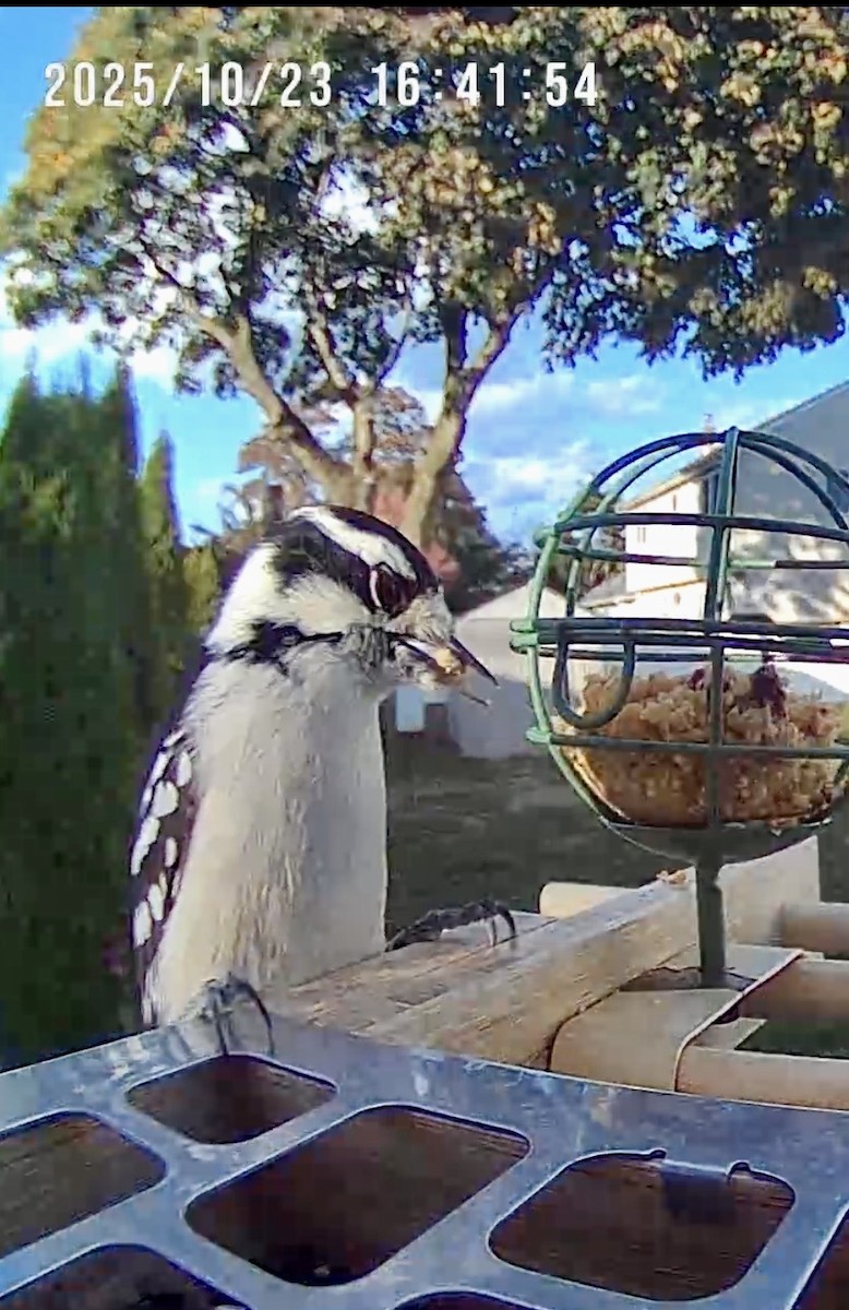Downy Woodpecker - ML644010761