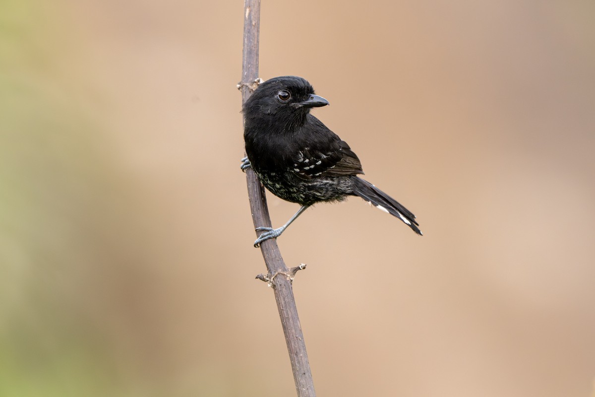 Variable Antshrike - ML644010777
