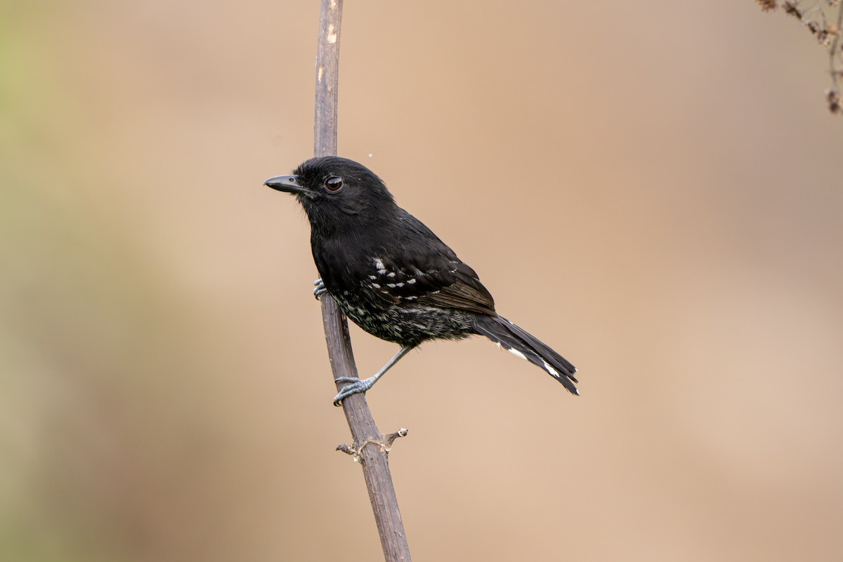 Variable Antshrike - ML644010778