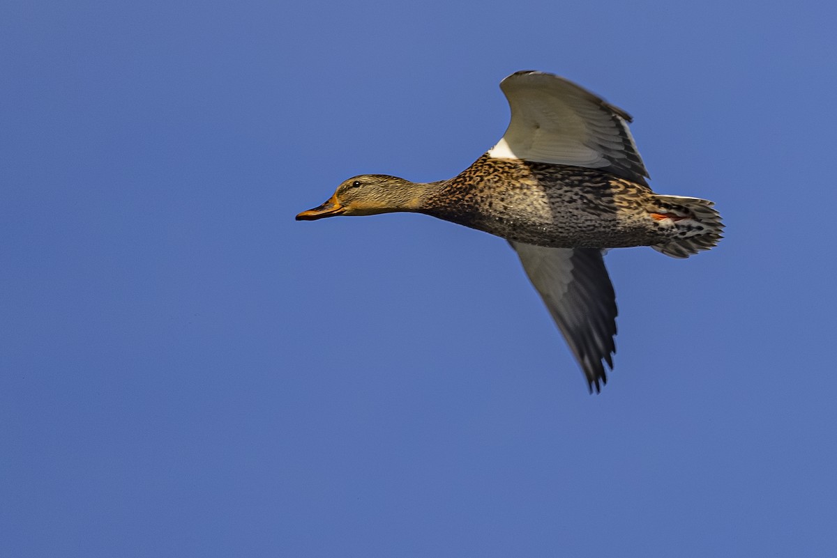 Canard colvert - ML644010794