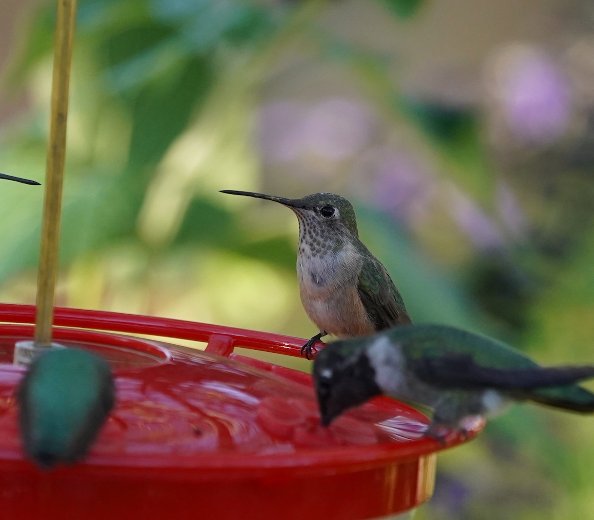 Broad-tailed Hummingbird - ML644010802