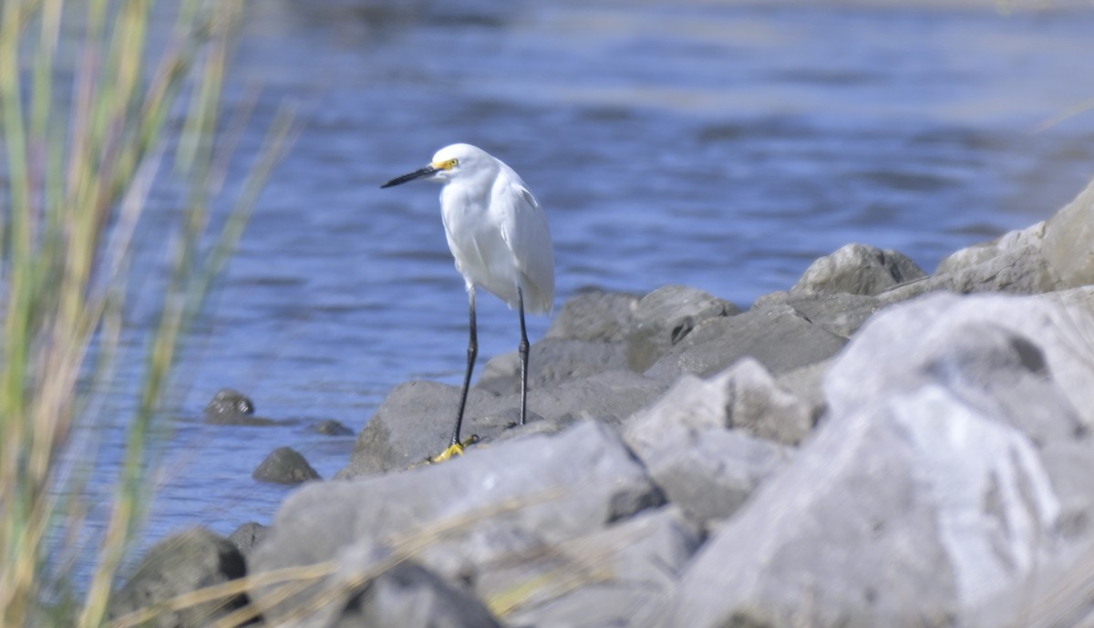 Snowy Egret - ML644010804