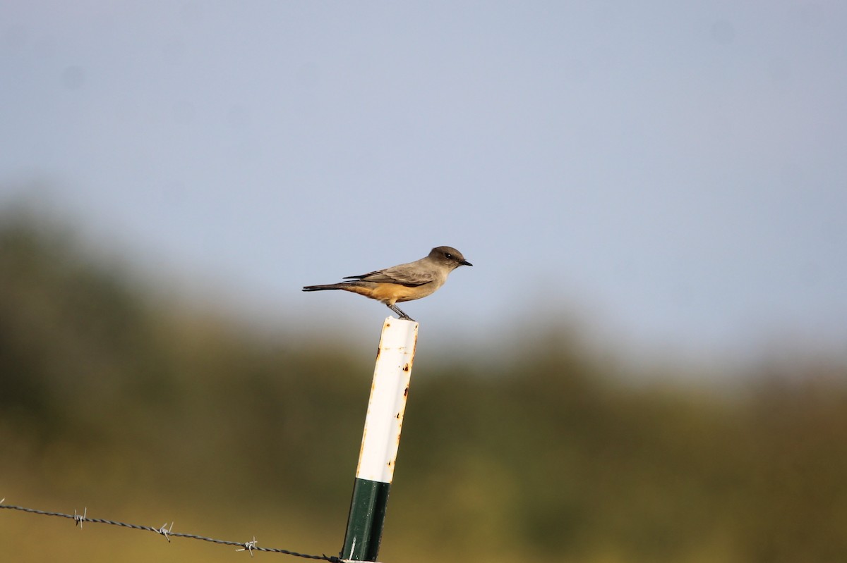 Say's Phoebe - ML644010813