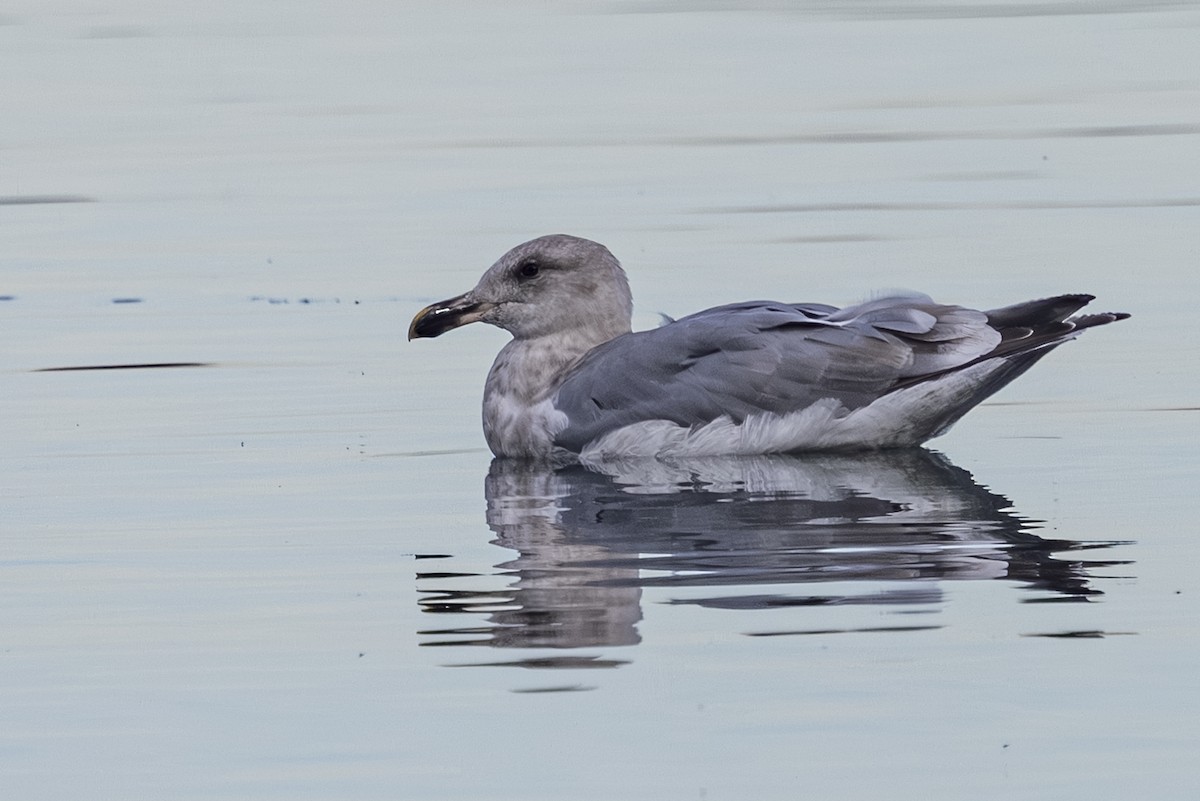 Hybride Goéland d'Audubon x G. à ailes grises - ML644010821
