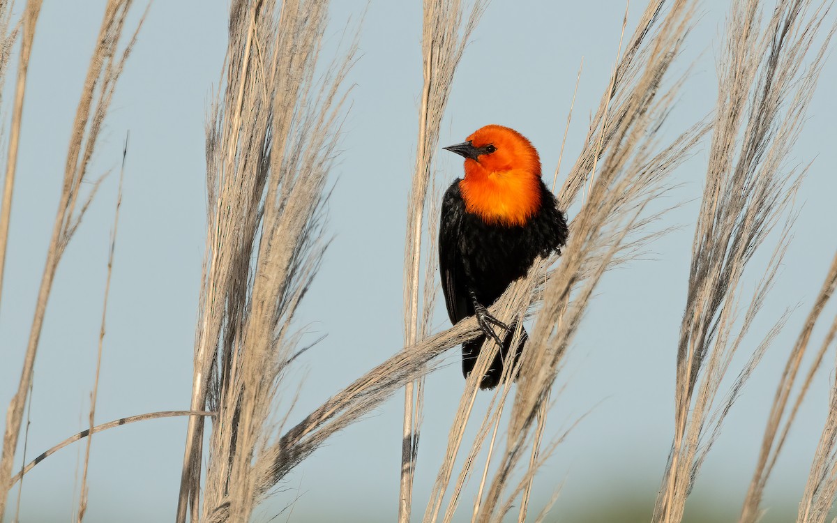 Трупіал червоноголовий - ML644010827