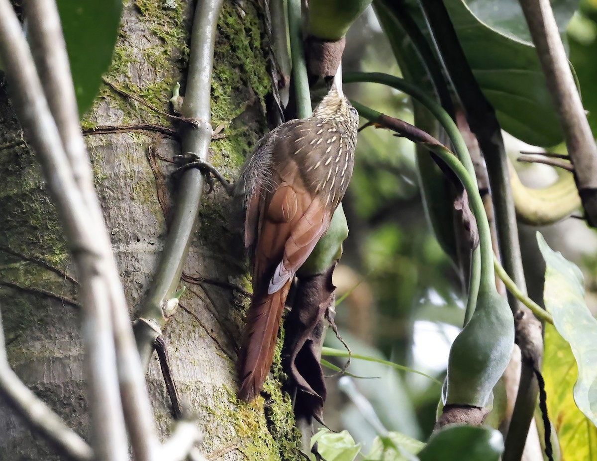 シロハシオニキバシリ - ML644010865