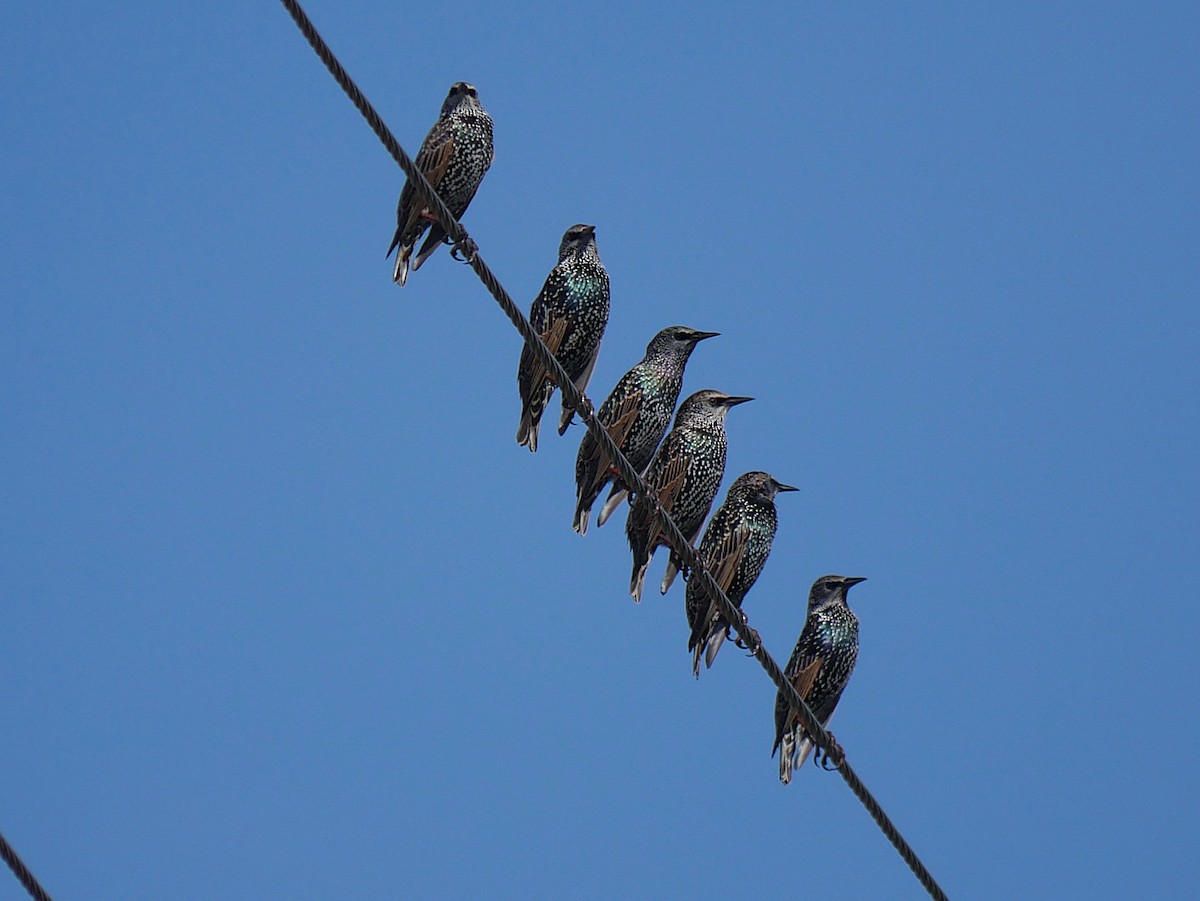 European Starling - ML644010866