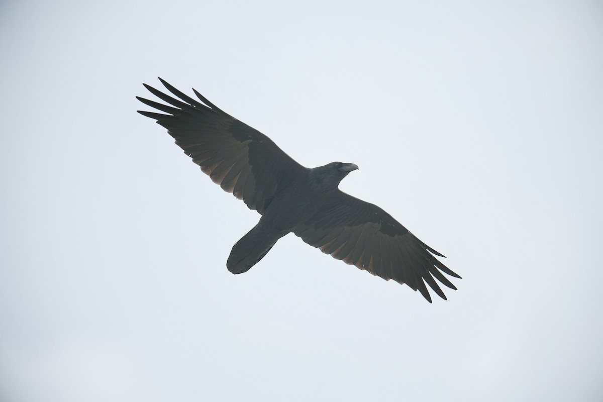 Common Raven - ML644010868