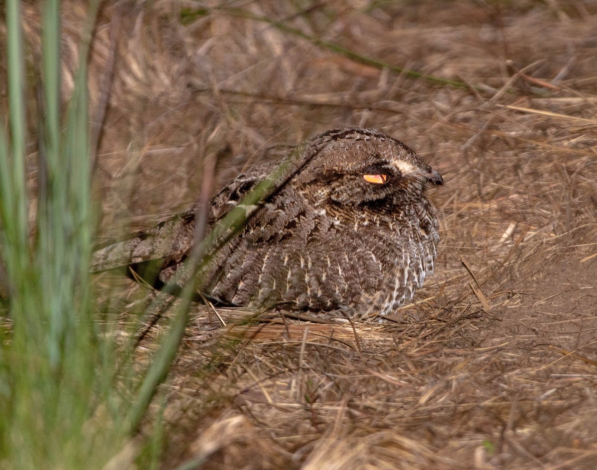 Sichelschwingen-Nachtschwalbe - ML644010887